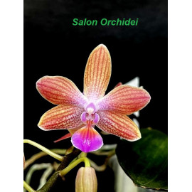 Phalaenopsis Marie Linden (FS)