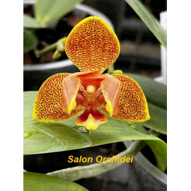 Phalaenopsis (Yaphon...