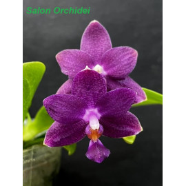 Phalaenopsis Lioulin Blue...