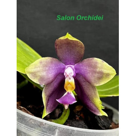 Phalaenopsis Miro Super...