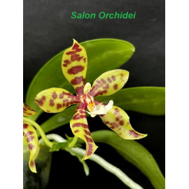 Phalaenopsis Michaels...