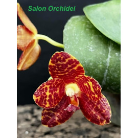 Phalaenopsis Yaphon Red...