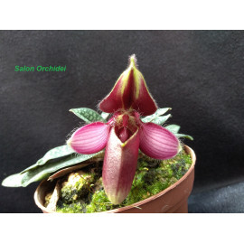 Paphiopedilum rungsuriyanum...
