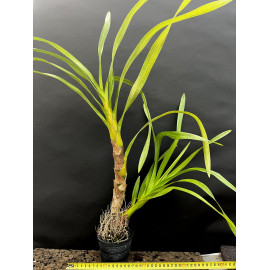 Grammatophyllum speciosum (FS)