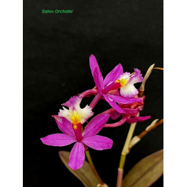 Epidendrum Sister My Love (FS)