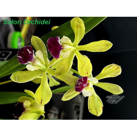 Encyclia sp.  (FS)