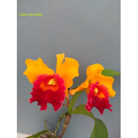 Blc. Chunyeah Good Life (FS)