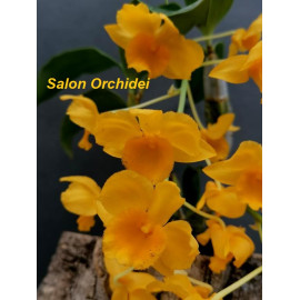Dendrobium griffithianum (FS)