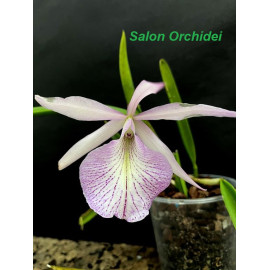 Bc. Beulah Bradeen (FS)