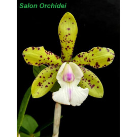 Cattleya Endless Summer x...