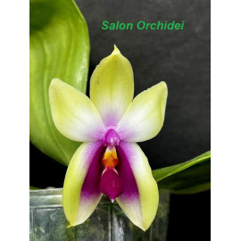 Phalaenopsis bellina var....