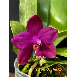 Phalaenopsis Mituo Hsien...