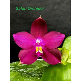 Phalaenopsis (KS Samera x...
