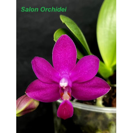 Phalaenopsis Sapphires...