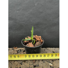 Angraecum stella-africae (NFS)