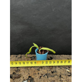 Phragmipedium fischeri (NFS)