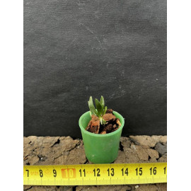 Angraecum sacciferum (FS)