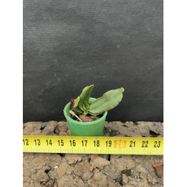 Aerangis rhodosticta x...