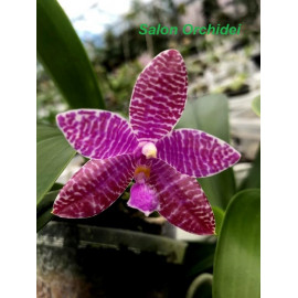 Phalaenopsis lueddemanniana...