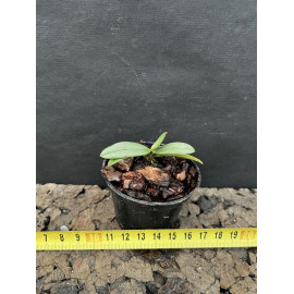 Vanda falcata x Phla....