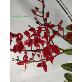 copy of Renanthera...