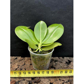 Phalaenopsis  Freckle Baby...