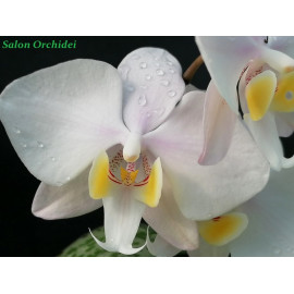 Phalaenopsis philippinensis...