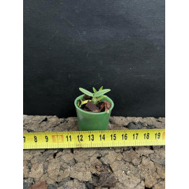 Dendrobium bellatulum (NFS)