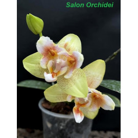 Phalaenopsis (Brother Sara...