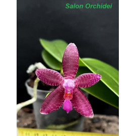 Phalaenopsis maculata x LDS...