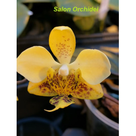 Phalaenopsis stuartiana...