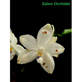 Phalaenopsis speciosa...