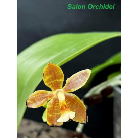 Phalaenopsis hieroglyphica...