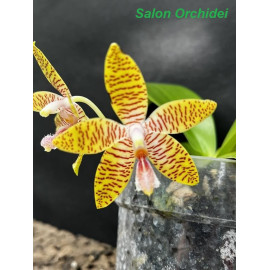 Phalaenopsis Frenchys...