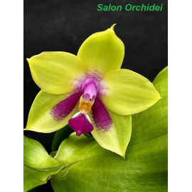 Phalaenopsis (Miro Be Queen...