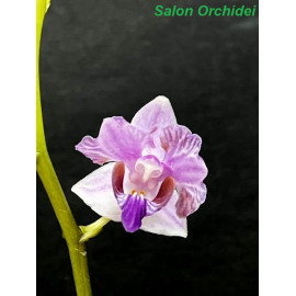 Phalaenopsis pulcherrima...