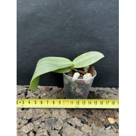 Phalaenopsis doweryensis (NFS)
