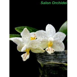 Phalaenopsis Miki Blue...
