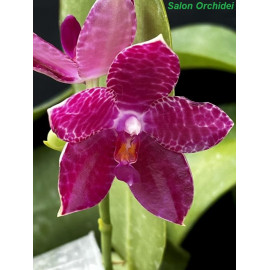 Phalaenopsis bellina blue x...