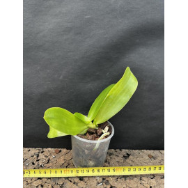 Phalaenopsis violacea...