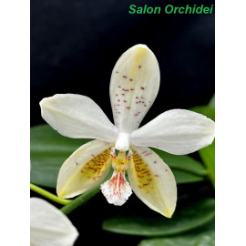 Phalaenopsis  Tetra Star...