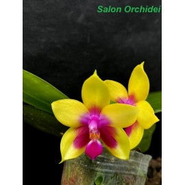 Phalaenopsis  Miki Mok Choi...