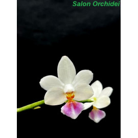 Phalaenopsis floresensis x...