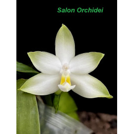 Phalaenopsis violacea var....