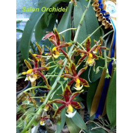 Phalaenopsis mannii (NFS)
