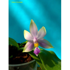 Phalaenopsis violacea var....