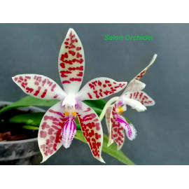 Phalaenopsis corningiana (NFS)
