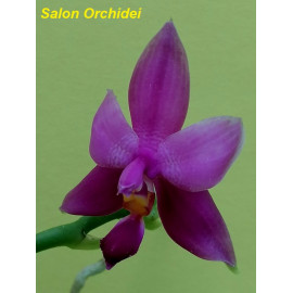 Phalaenopsis violacea (NFS)