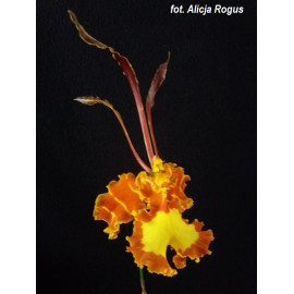 Psychopsis papilio (NFS)