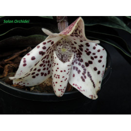 Paphiopedilum bellatulum (FS)